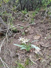 Pancratium illyricum