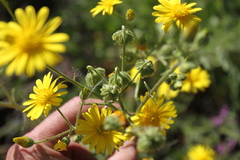 Osteospermum microcarpum microcarpum