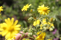 Osteospermum microcarpum microcarpum