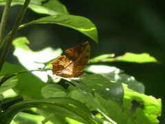 Charaxinae