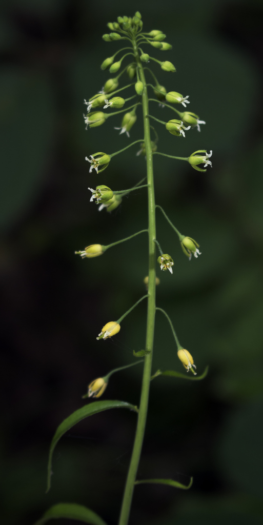 rockcresses