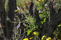 Osteospermum microcarpum microcarpum