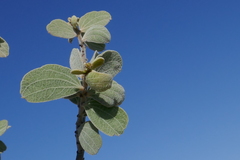 Acacia retivenea