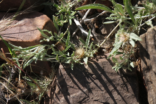 Dicoma capensis image