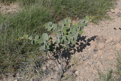 Acacia retivenea