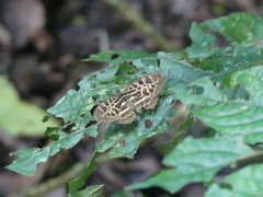 Catuna crithea
