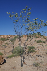Acacia retivenea