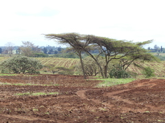 Vachellia abyssinica