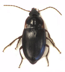 Gaioxenus pilipalpis
