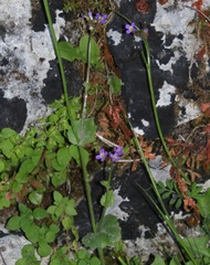 Arabis verna