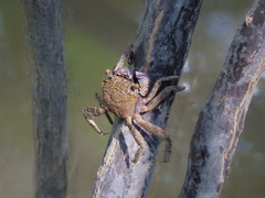 Episesarma versicolor