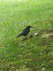 Corvus corone