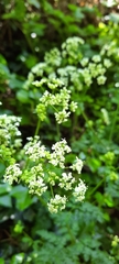 Anthriscus sylvestris