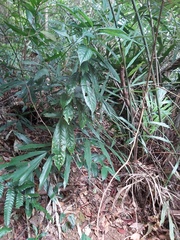 Camellia sinensis assamica