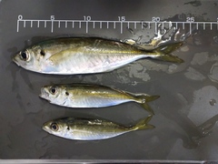 Trachurus japonicus
