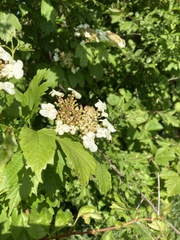 Viburnum opulus