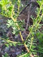 Boronia granitica