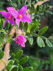 Boronia granitica