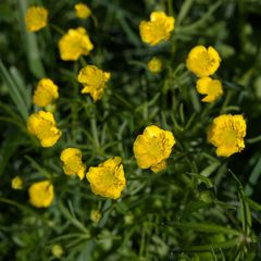 Ranunculus auricomus