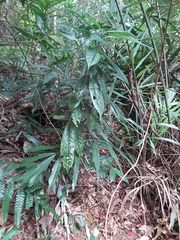 Camellia sinensis assamica