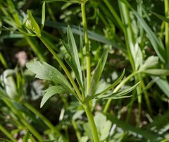 Ranunculus auricomus