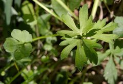 Ranunculus auricomus