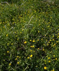 Ranunculus auricomus