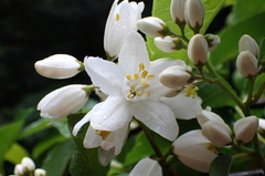 Alniphyllum pterospermum
