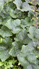Cucurbita