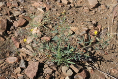 Crotalaria damarensis