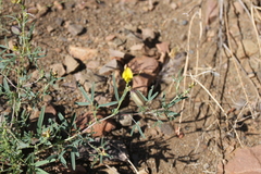 Crotalaria damarensis