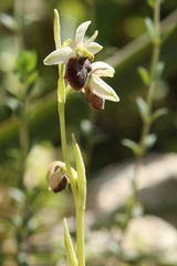 Ophrys exaltata