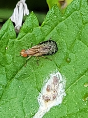 Trypetoptera canadensis