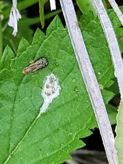 Trypetoptera canadensis