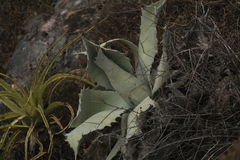 Agave marmorata