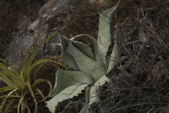 Agave marmorata