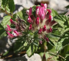 Anthyllis vulneraria maura