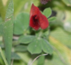 Lotus tetragonolobus