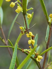 Notelaea linearis