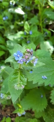 Pentaglottis sempervirens