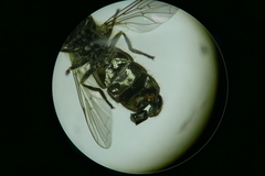 Pipizella divicoi
