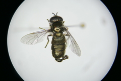 Pipizella divicoi