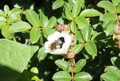 Bombus formosellus