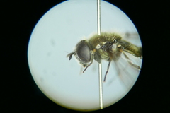 Pipizella divicoi