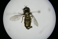 Pipizella divicoi