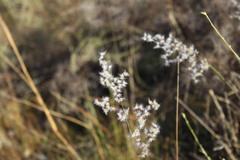 Melinis repens repens