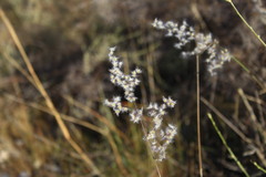 Melinis repens repens