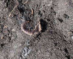 Arthurdendyus triangulatus