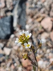 Arabidopsis suecica