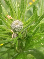 Cirsium